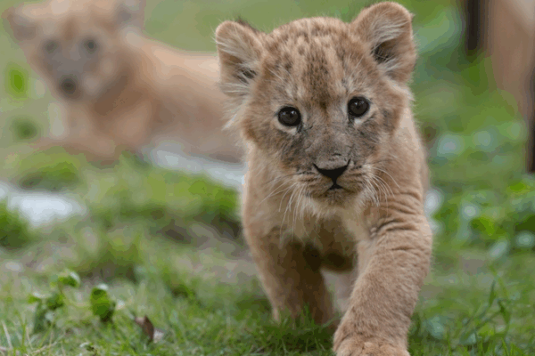 Quintuplet_Lion_Cubs_Celebrate_1st_Month_with_Outdoor_Adventure_in_Chongqing