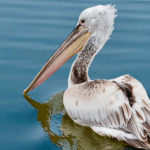 Rare_Giant_Pelicans_Thrive_in_North_China_s_Wetlands video poster