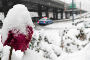 Record_Breaking_Blizzard_Paralyzes_NW_China_s_Xinjiang__Disrupts_Transport