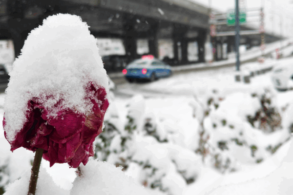 Record_Breaking_Blizzard_Paralyzes_NW_China_s_Xinjiang__Disrupts_Transport
