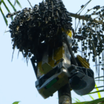 Robots_Revolutionize_Acai_Harvest_in_Amazon_Ahead_of_COP30_poster - Khabar Asia Robots_Revolutionize_Acai_Harvest_in_Amazon_Ahead_of_COP30 video poster