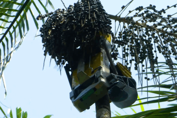 Robots_Revolutionize_Acai_Harvest_in_Amazon_Ahead_of_COP30 video poster