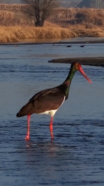 Shanxi_s_Nanyang_River_Welcomes_Rare_Black_Storks_in_Migratory_Surge_poster - Khabar Asia Shanxi_s_Nanyang_River_Welcomes_Rare_Black_Storks_in_Migratory_Surge video poster