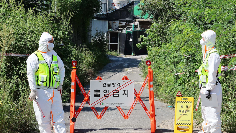 South_Korea_Intensifies_African_Swine_Fever_Measures_Amid_New_Outbreak - Khabar Asia South_Korea_Intensifies_African_Swine_Fever_Measures_Amid_New_Outbreak