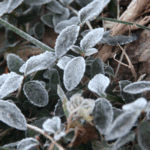 Triple_Cold_Snaps_Grip_China__Widespread_Snow__Wind_Forecast