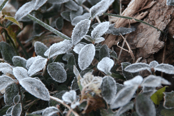 Triple_Cold_Snaps_Grip_China__Widespread_Snow__Wind_Forecast