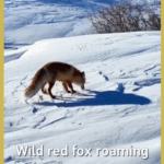 Wild_Red_Fox_Spotted_in_Xinjiang_Highlights_Conservation_Success video poster