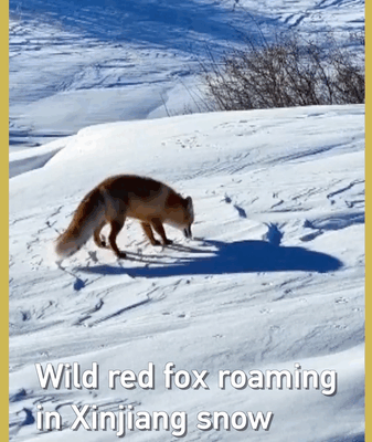 Wild_Red_Fox_Spotted_in_Xinjiang_Highlights_Conservation_Success video poster