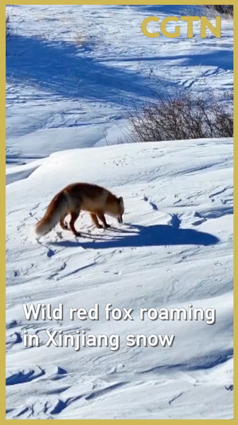 Wild_Red_Fox_Spotted_in_Xinjiang_Highlights_Conservation_Success_poster - Khabar Asia Wild_Red_Fox_Spotted_in_Xinjiang_Highlights_Conservation_Success video poster