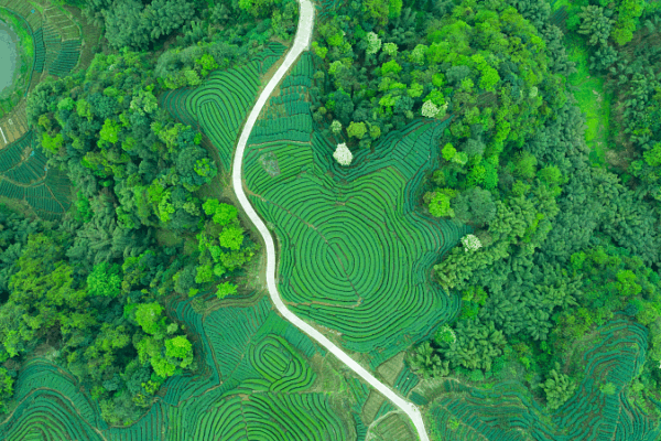 Xi_s_Eco_Civilization_Vision_Gains_Global_Recognition_at_2025_Chengdu_Summit