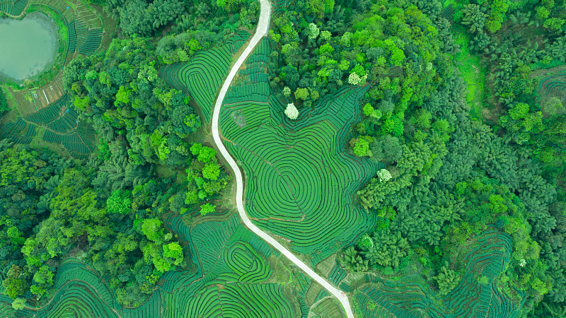 Xi_s_Eco_Civilization_Vision_Gains_Global_Recognition_at_2025_Chengdu_Summit