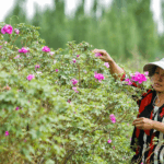 Xinjiang_s_Desert_Blooms__Roses_and_Seafood_Redefine_Arid_Agriculture_poster - Khabar Asia Xinjiang_s_Desert_Blooms__Roses_and_Seafood_Redefine_Arid_Agriculture video poster