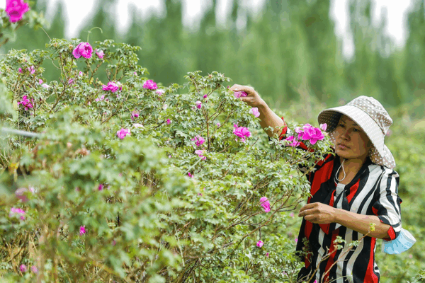 Xinjiang_s_Desert_Blooms__Roses_and_Seafood_Redefine_Arid_Agriculture video poster