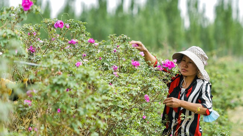 Xinjiang_s_Desert_Blooms__Roses_and_Seafood_Redefine_Arid_Agriculture video poster