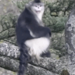 Yunnan_Snub_Nosed_Monkey_Population_Soars_to_350_in_2025_Conservation_Win video poster