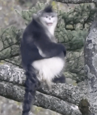 Yunnan_Snub_Nosed_Monkey_Population_Soars_to_350_in_2025_Conservation_Win video poster