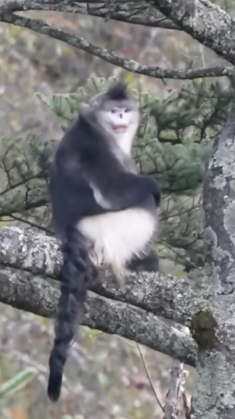 Yunnan_Snub_Nosed_Monkey_Population_Soars_to_350_in_2025_Conservation_Win_poster - Khabar Asia Yunnan_Snub_Nosed_Monkey_Population_Soars_to_350_in_2025_Conservation_Win video poster