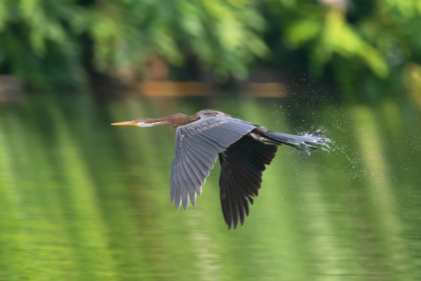 Freshwater Crisis & Conservation: Asia’s 2025 Biodiversity Crossroads video poster