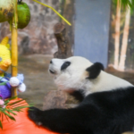 Giant Pandas Thrive in Hainan’s Tropical Sanctuary video poster