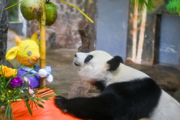 Giant Pandas Thrive in Hainan’s Tropical Sanctuary video poster