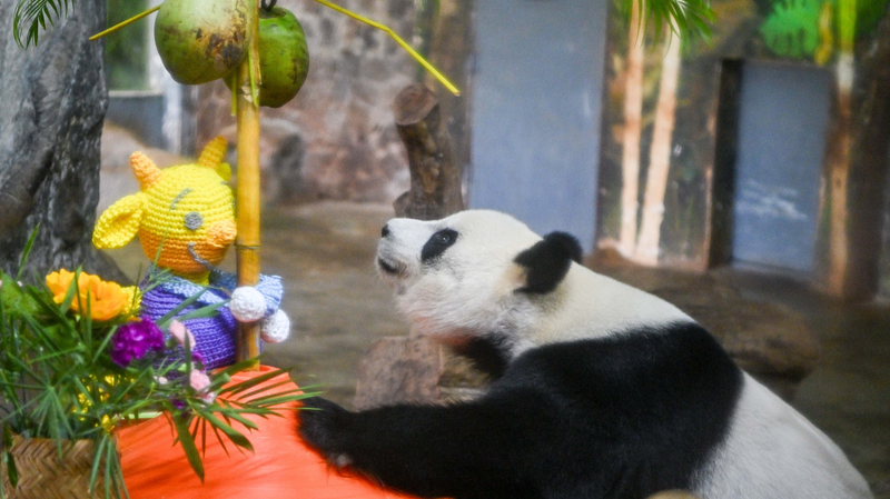 2TCUWXJSF41TVRMJ2DO4 - Khabar Asia Giant Pandas Thrive in Hainan’s Tropical Sanctuary video poster