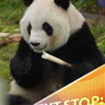 8GVB6Y11MA3Y15VKUMAQ - Khabar Asia Chengdu’s Zen Panda Xing Ya Captivates Global Audience in 2025 video poster