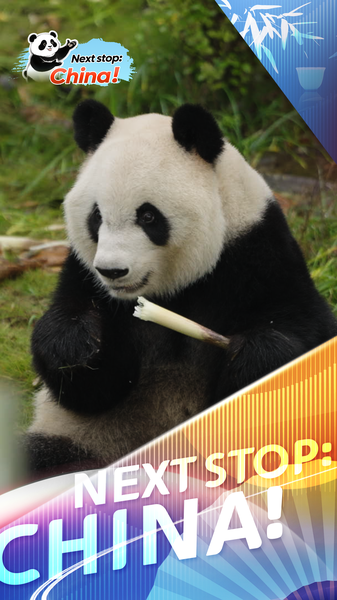 Chengdu’s Zen Panda Xing Ya Captivates Global Audience in 2025 video poster