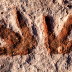 Ancient_Dinosaur_Footprints_Unearthed_in_Southwest_China - Khabar Asia Ancient_Dinosaur_Footprints_Unearthed_in_Southwest_China
