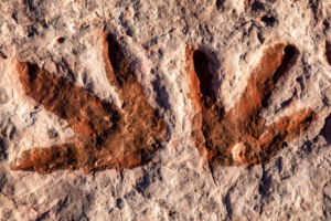 Ancient_Dinosaur_Footprints_Unearthed_in_Southwest_China