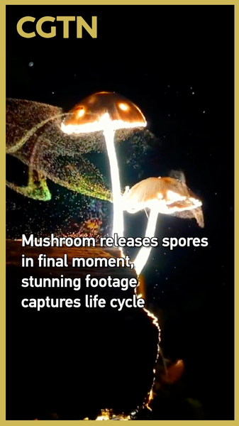 Rare Footage Captures Mushroom’s Final Spore Release in 2025 video poster
