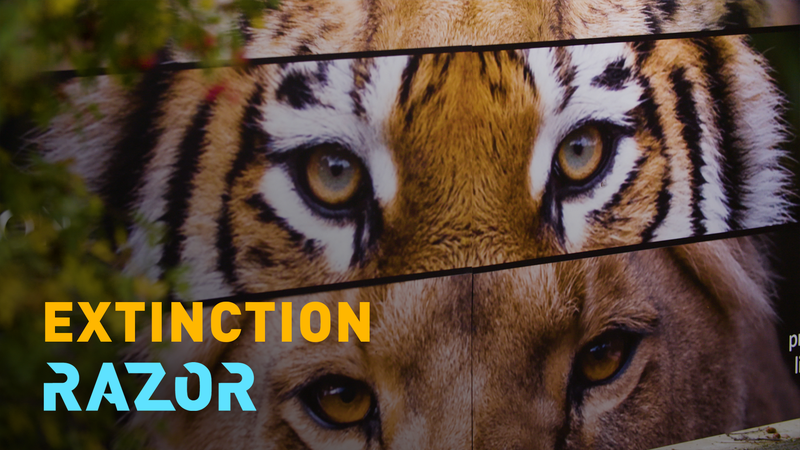 Big_Cat_Sanctuary_Partners_with_Biobank_to_Combat_Extinction_Crisis