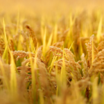 Breakthrough_in_Crop_Disease_Defense__Chinese_International_Team_Targets__Crop_Killer__Pathogen