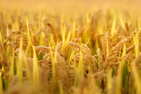 Breakthrough_in_Crop_Disease_Defense__Chinese_International_Team_Targets__Crop_Killer__Pathogen