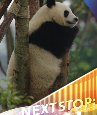 Chengdu_s_Giant_Pandas_Remain_Global_Icons_in_2025 video poster