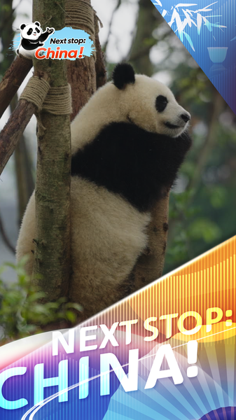 Chengdu_s_Giant_Pandas_Remain_Global_Icons_in_2025 video poster