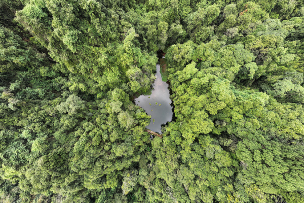 China_Achieves_Forestry_Conservation_Goals_in_14th_Five_Year_Plan