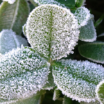 China_Braces_for_First_Major_Snowfall_as_Cold_Wave_Triggers_Nationwide_Alerts