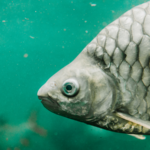 China_Debuts_Gene_Edited_Bone_Free_Carp_for_Global_Markets