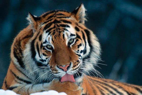 China_Documents_First_Wild_Siberian_Tiger_Quintuplets_in_Conservation_Milestone