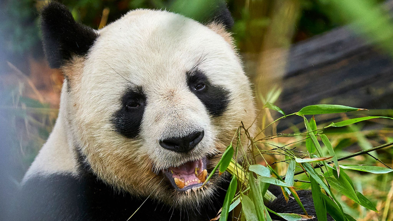 China_France_Panda_Protection_Partnership_Strengthens_Biodiversity_Ties - Khabar Asia China_France_Panda_Protection_Partnership_Strengthens_Biodiversity_Ties