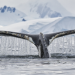 China_Ratifies_Key_UN_Marine_Biodiversity_Pact - Khabar Asia China_Ratifies_Key_UN_Marine_Biodiversity_Pact