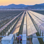 China_Tightens_PV_Industry_Regulations_to_Boost_Quality_Growth_by_2026