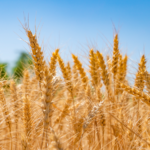 China_Unveils_Precision_Designed_Seeds_to_Boost_Food_Security_in_2025 - Khabar Asia China_Unveils_Precision_Designed_Seeds_to_Boost_Food_Security_in_2025