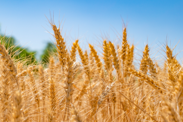 China_Unveils_Precision_Designed_Seeds_to_Boost_Food_Security_in_2025