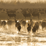 China_s_Milu_Deer_Gains_Global_Recognition_as_IUCN_Adopts_Traditional_Name