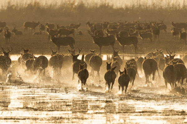 China_s_Milu_Deer_Gains_Global_Recognition_as_IUCN_Adopts_Traditional_Name