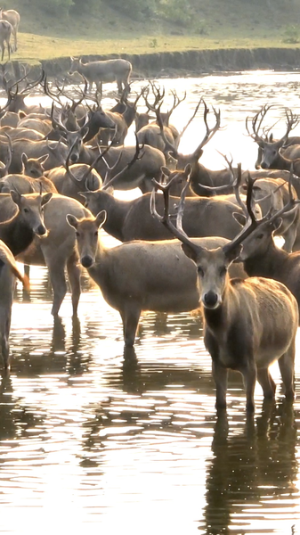 China_s_Milu_Deer_Population_Soars_After_40_Year_Conservation_Triumph video poster