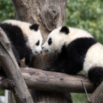 China_s_New_Giant_Panda_Sanctuary_Opens_in_Mianyang video poster