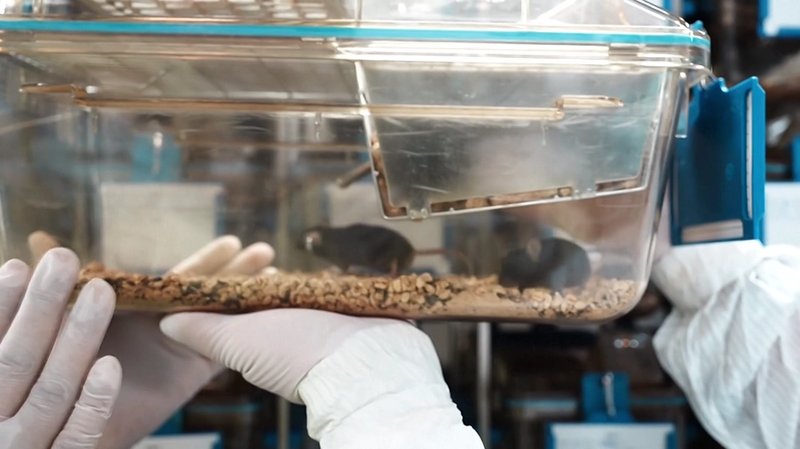 China_s_Space_Mice_Inspire_Public_with_Celestial_Names