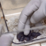 China_s_Space_Mice_Pioneer_Reproduction_in_Orbit__Deliver_Healthy_Pups - Khabar Asia China_s_Space_Mice_Pioneer_Reproduction_in_Orbit__Deliver_Healthy_Pups